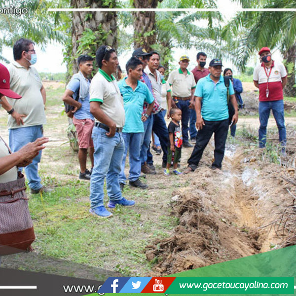 GOREU promueve pasantía para mejorar productividad de palmicultores