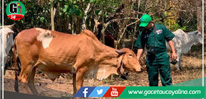 INIA incrementa producción de material genético para impulsar ganadería