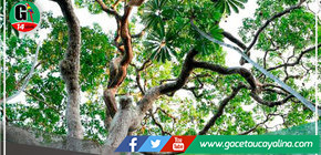 Buscan repoblar bosques con árboles de castañas selectas en Madre de Dios