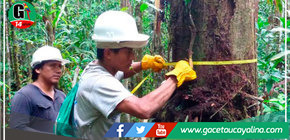 Serfor actualiza análisis de bosques de Loreto para optimizar uso sostenible de recursos
