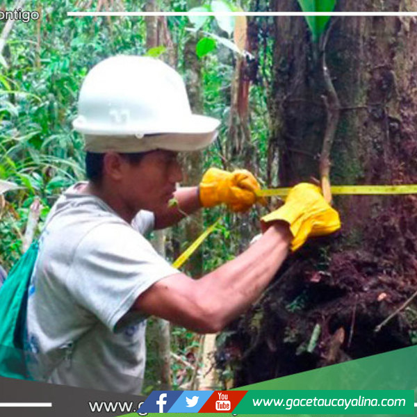 Serfor actualiza análisis de bosques de Loreto para optimizar uso sostenible de recursos
