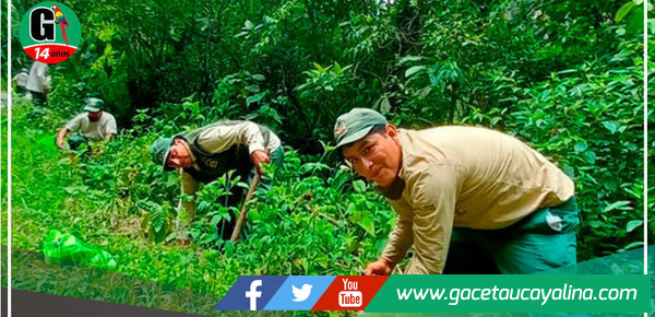 Plantan medio millón de árboles nativos en santuario de Machu Picchu