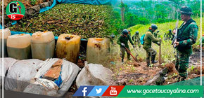 El gobierno erradicó más de 20 000 hectáreas de hoja de coca destinadas al narcotráfico