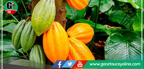 Científicos de la UNTRM identifican variedades únicas en Amazonas 