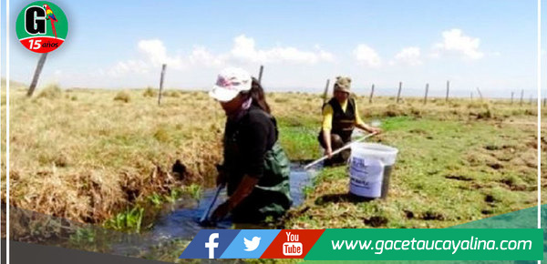 Elaboran censo de rana gigante de Junín en tres áreas naturales protegidas altoandinas