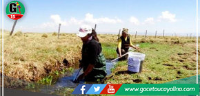 Elaboran censo de rana gigante de Junín en tres áreas naturales protegidas altoandinas