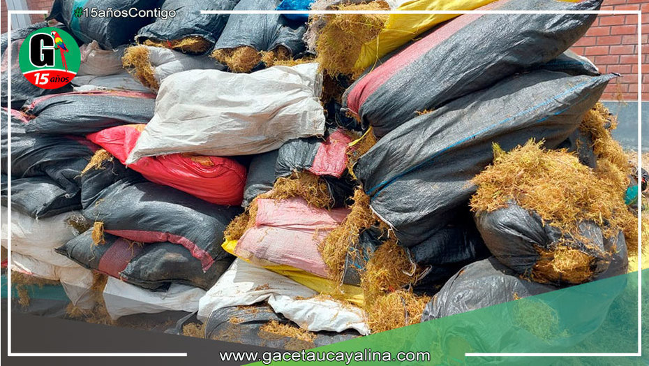 Decomisa 2 694 kilos de musgo de procedencia ilegal que iban a ser usados para decorar nacimientos en Junín