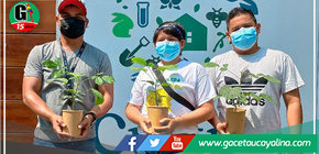 Sembrarán plantas de Tahuarí en el Jr. 3 de octubre en Yarinacocha 