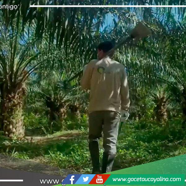 Conozca la responsabilidad social que realiza la empresa Ocho Sur, con CC.NN. de Nueva Requena en Ucayali 