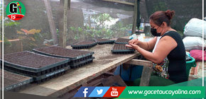 Vivero municipal de Yarinacocha cuenta con más de 2 mil plantas para embellecer el distrito