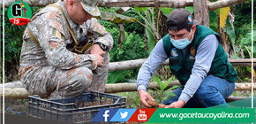 Instalan biohuertos en zona fronteriza de cantagallo en Masisea