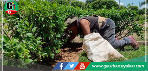 Parques, plazas y calles con mantenimiento continuo en Yarinacocha