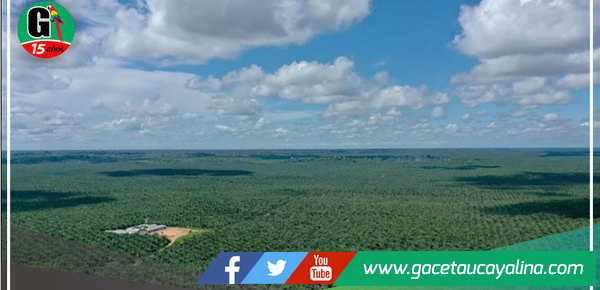 Tribunal Constitucional declaró improcedente acción legal contra empresa palmicultora Ocho Sur