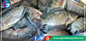 Con más de s/. 2 millones se impulsará crianza de tilapia en el distrito piurano de Suyo