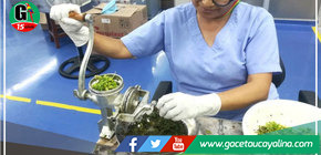 Essalud combatirá al dengue con medicamentos y repelentes de aceite 