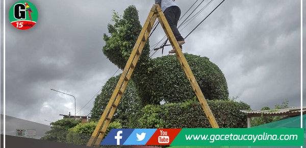 Municipalidad retoca los diseños de arte topiario de Av. Yarinacocha