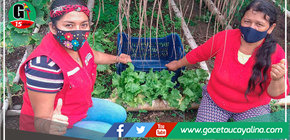 Madres emprendedoras salen adelante con producción de cultivos regionales 