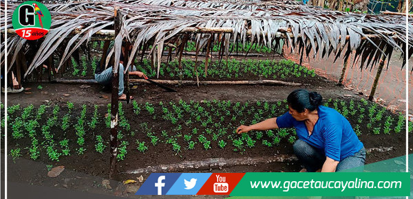 Madre loretana promueve la siembra de hortalizas como emprendimiento femenino