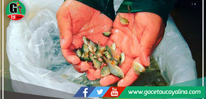 Organización acuícola comercializó 270 mil alevinos de paco en Padre Abad