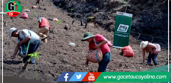 Instalan parcela demostrativa de papa Yungay en centro poblado Ipna 