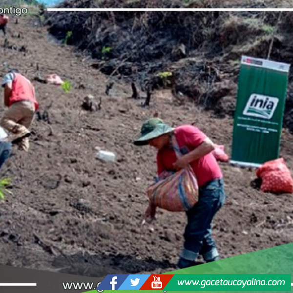 Instalan parcela demostrativa de papa Yungay en centro poblado Ipna 