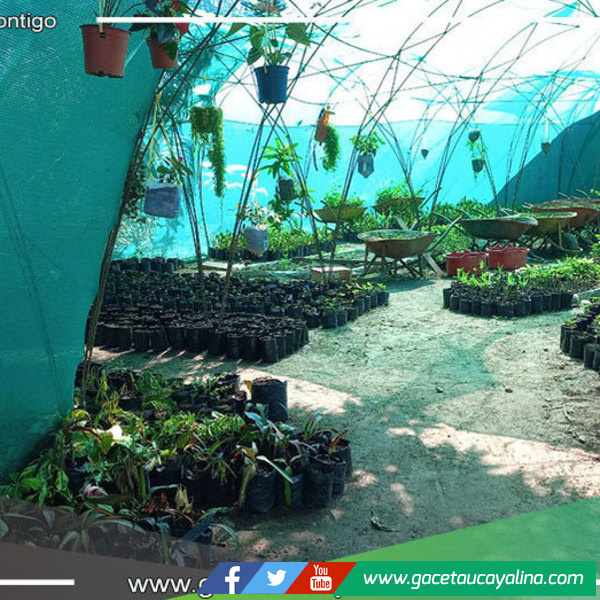 Vivero municipal de Yarinacocha provee a las áreas verdes de instituciones que lo soliciten