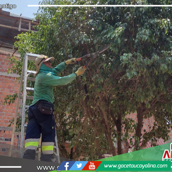 Poda de árboles en Jr. Túpac Amaru y en bulevar de la Glorieta en Yarinacocha