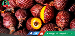 ¿Sabes por qué el Aguaje es el fruto que da vida y cuáles son sus bondades nutricionales? 