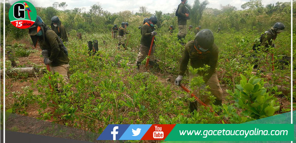 Erradica más de 19 mil hectáreas de cultivos ilegales de hoja de coca en 2022