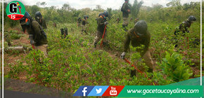 Erradica más de 19 mil hectáreas de cultivos ilegales de hoja de coca en 2022