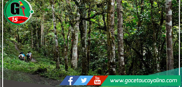 Promoverán la adopción de más de 1700 árboles en la región Amazonas