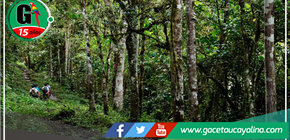 Promoverán la adopción de más de 1700 árboles en la región Amazonas