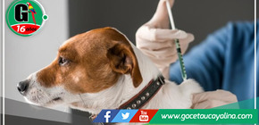 Gobierno regional lanza campaña de Vacunación Antirrábica Canina "VANCAN 2023” 