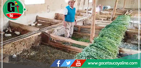 Don Balicho se convirtió en el ‘rey de los cuyes’ en Yacus