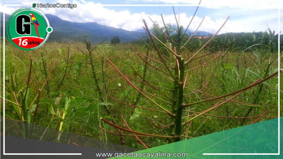 Cultivos de yuca afectadas por plaga de gusanos