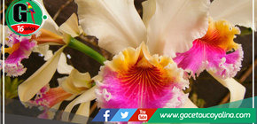 San Martín: Se preparan para celebrar el 28° Festival de la Orquídea 2023