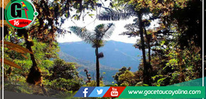 Tocache: SERFOR crea un nuevo bosque local denominado "Mantención."