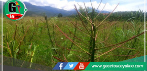 Cultivos de yuca afectadas por plaga de gusanos