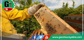 Proyecto Apícola revoluciona la región al impulsar la industrialización de la miel