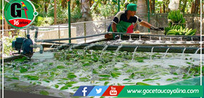 Impulsarán la innovación y el desarrollo productivo en Amazonas y Huánuco 