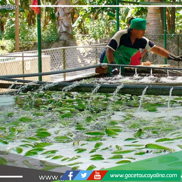 Impulsarán la innovación y el desarrollo productivo en Amazonas y Huánuco 