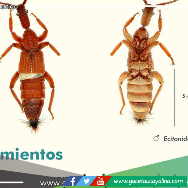 Madre de Dios: Científicos descubren nueva especie de escarabajo