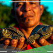 Taricayas rescatadas regresan al hogar en el Parque Nacional Cordillera Azul