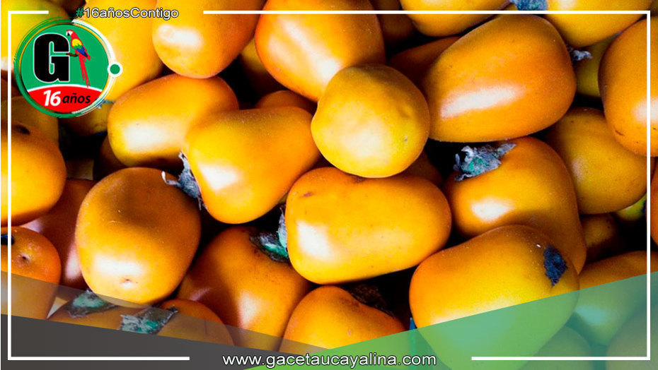 En Loreto elaboran bebida de cocona que ayuda a combatir las enfermedades cardiovasculares
