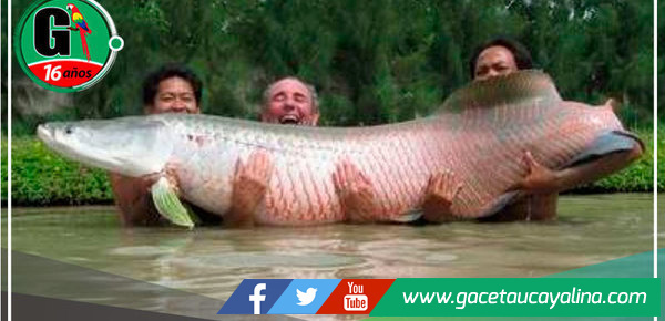 Veda de paiche  busca asegurar la conservación de esta especie emblemática 