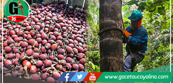 La promesa conservacionista con la Reserva Pacaya Samiria 