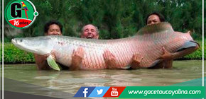 Veda de paiche  busca asegurar la conservación de esta especie emblemática 