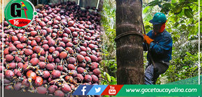 La promesa conservacionista con la Reserva Pacaya Samiria 