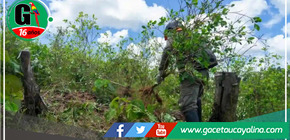 Erradican más de 20,800 hectáreas de cultivos ilegales de coca