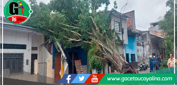 Fuertes vientos dañan techos, provocan caída de árbol en Iquitos